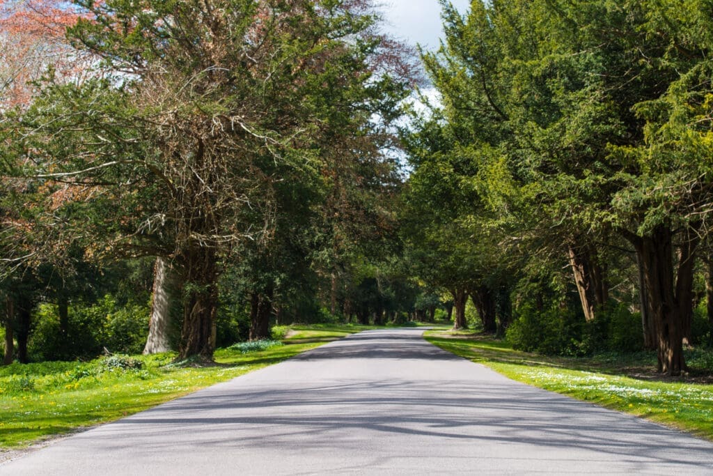 Tree-Lined-Road-In-England